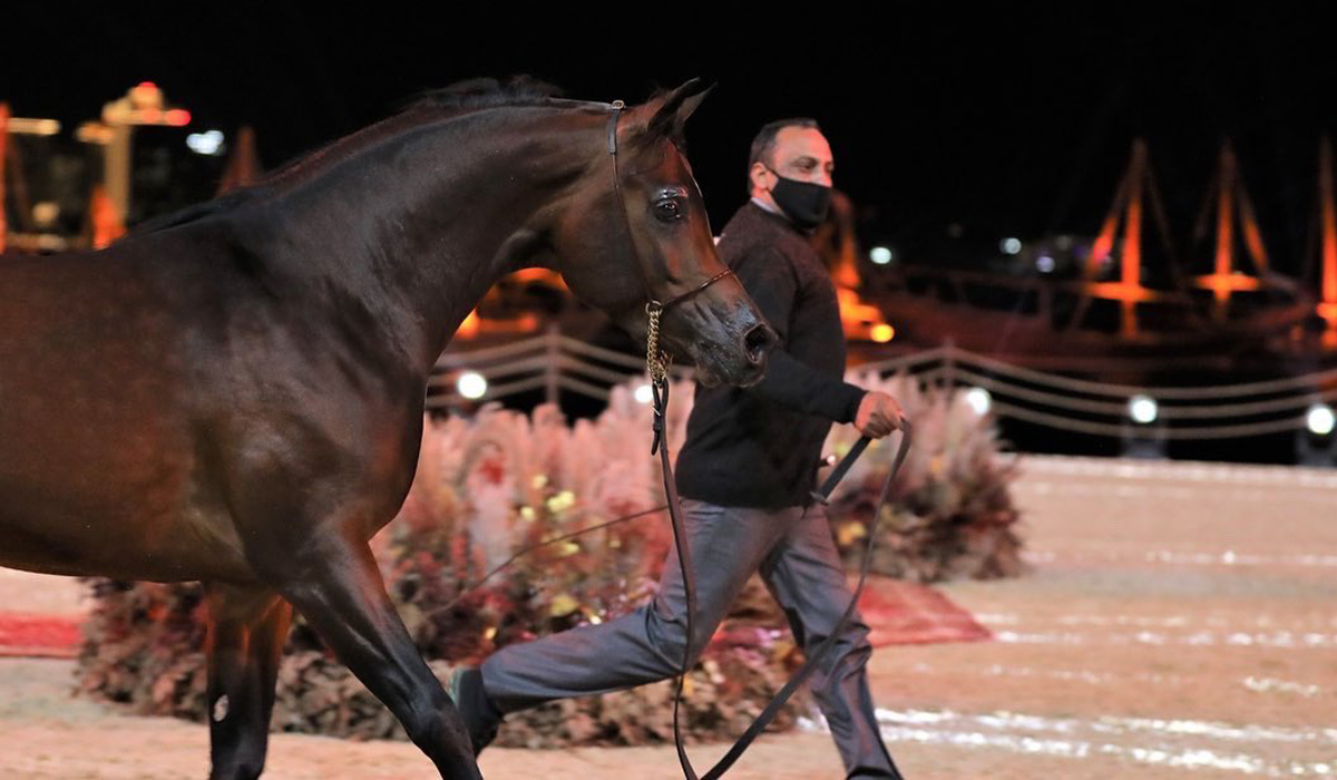 Katara International Arabian Horse Festival